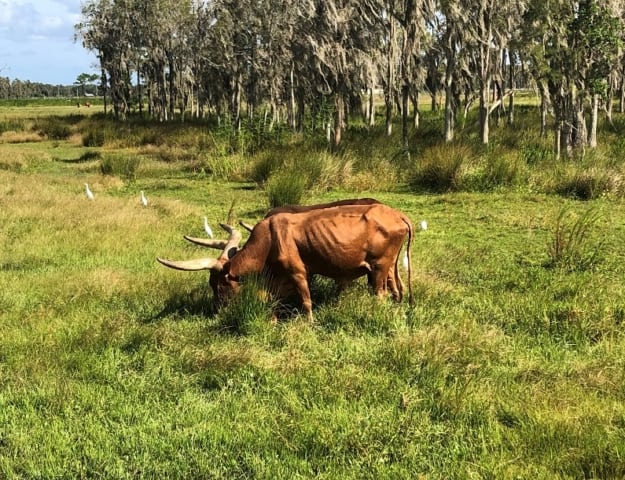 Safari Wilderness – An African Safari in Florida!