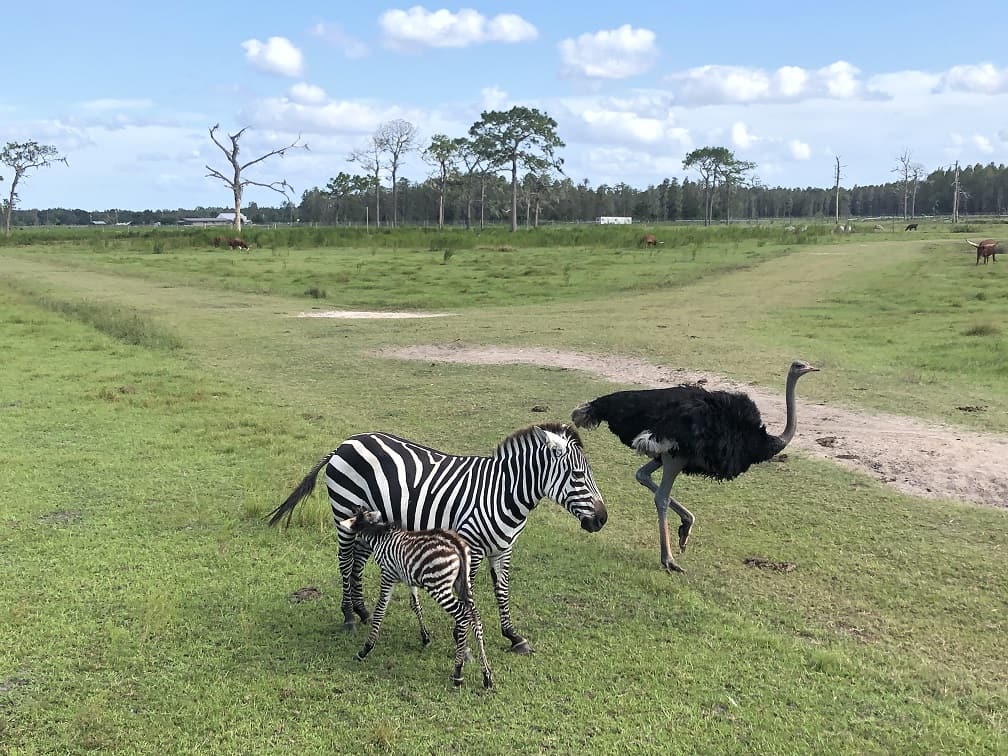 Safari in Florida