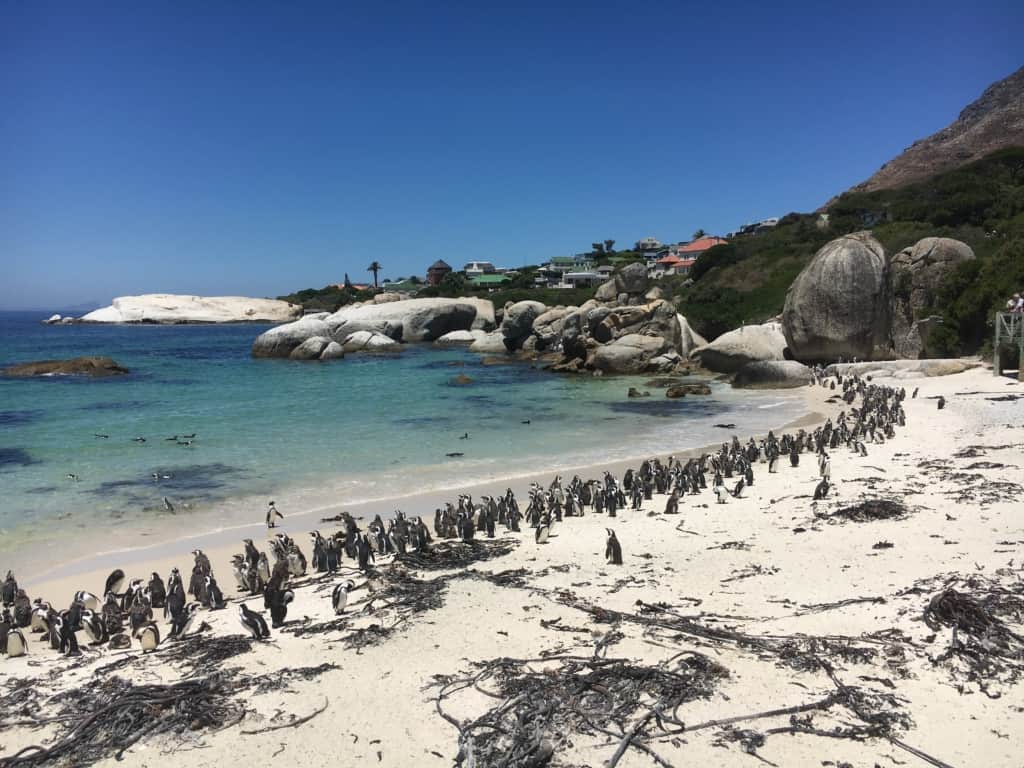 Cape Town Safari