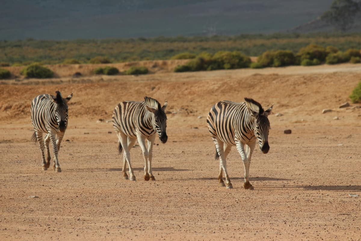 Cape Town Safari - South Africa