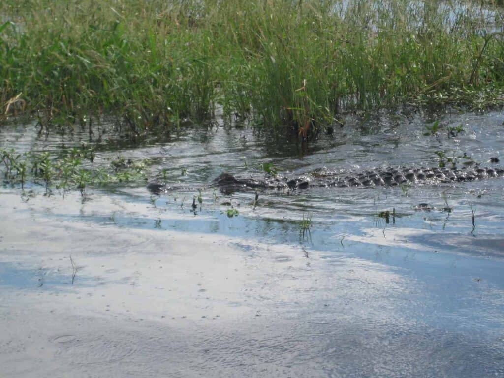 Best Airboat Rides Near Orlando