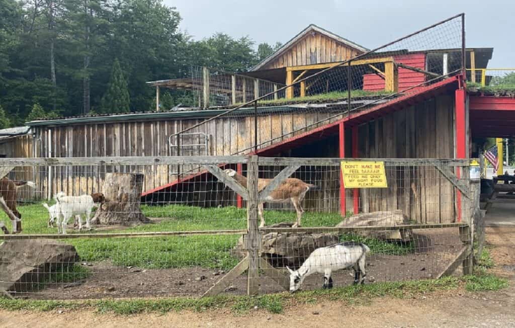 Goats on the Roof Georgia