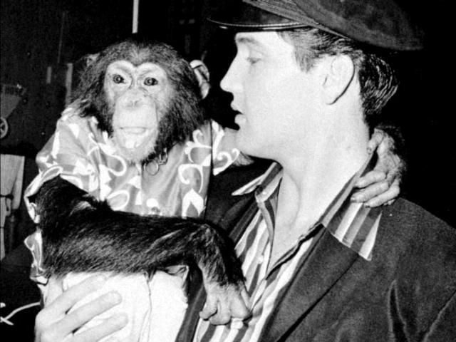 Elvis Presley Chimp
