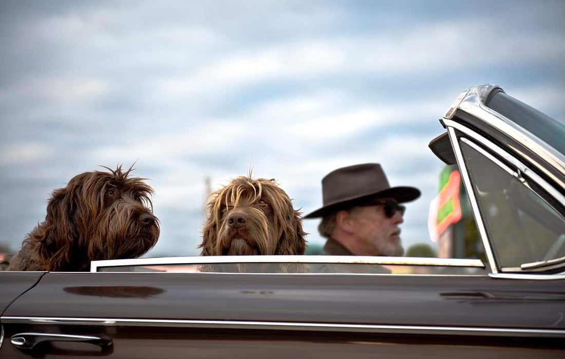 how do you write a letter to an emotional support dog