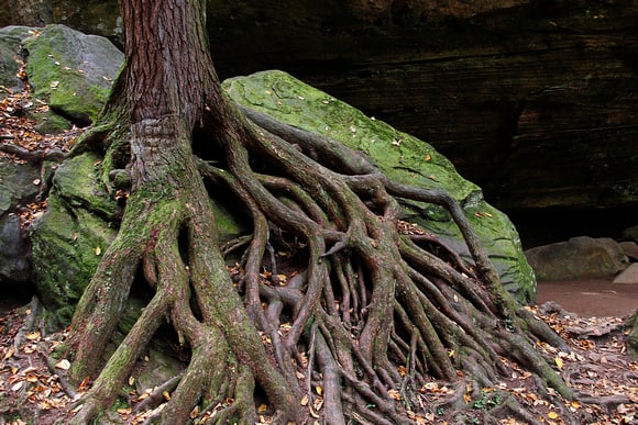 Tree At Old Mans Cave