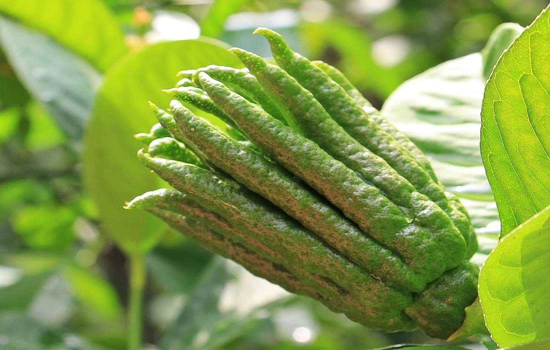 buddha hand