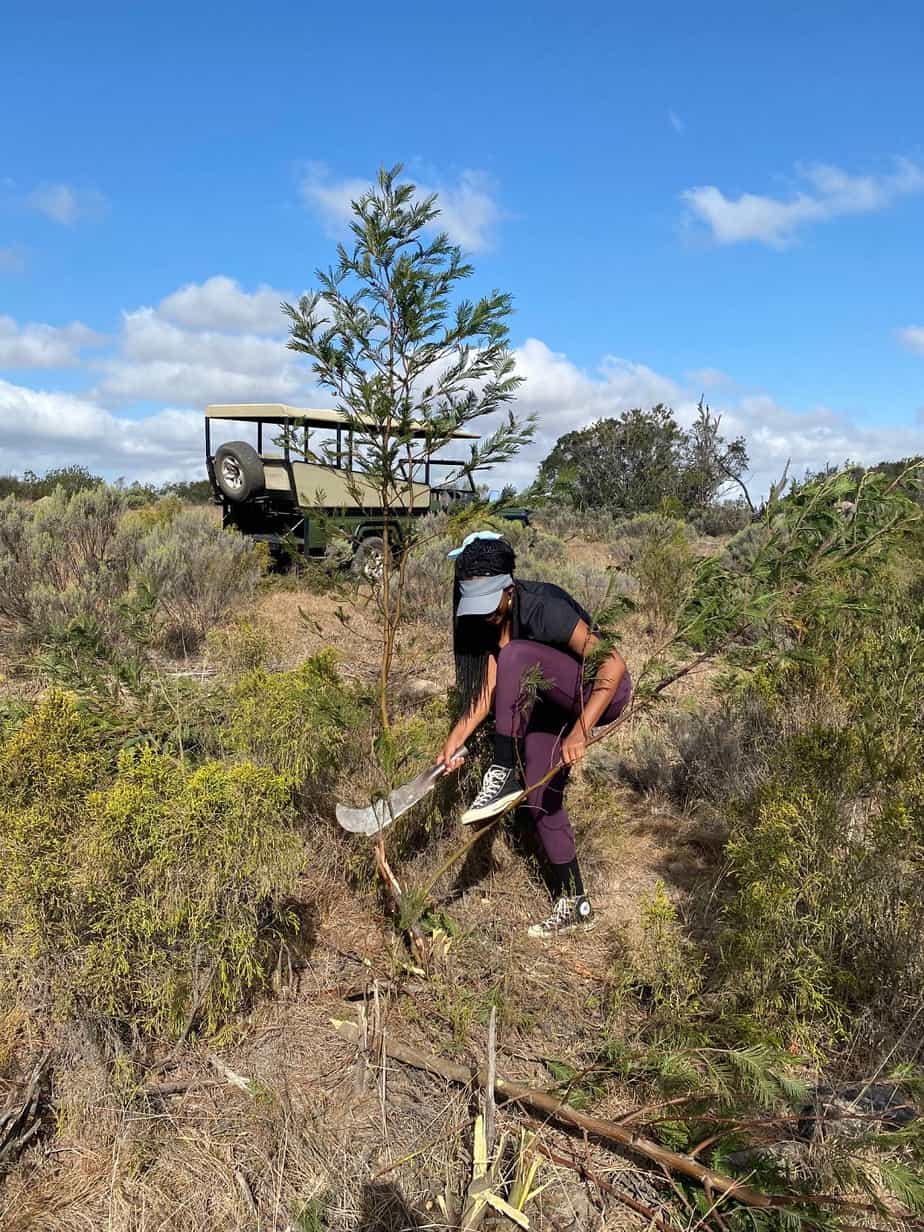 Cutting And Removing Alien Vegetation