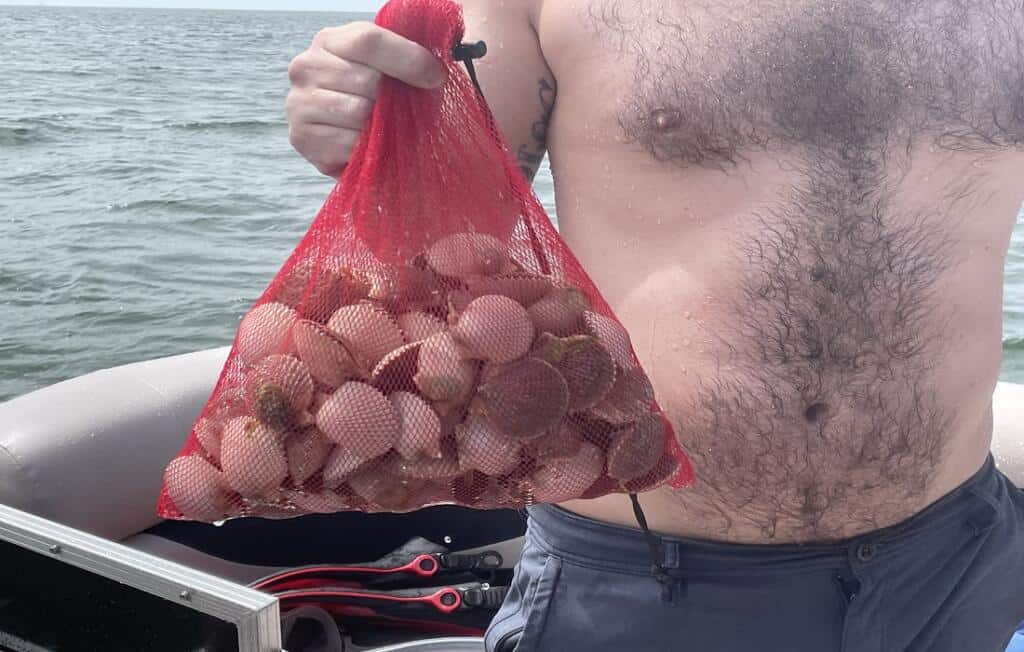 Florida Scalloping