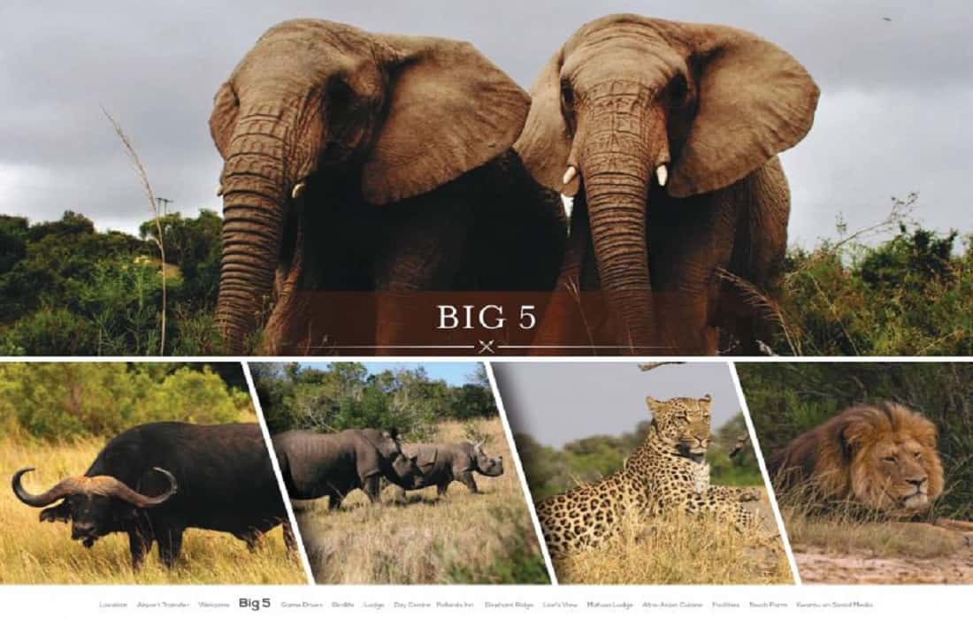 the big five african