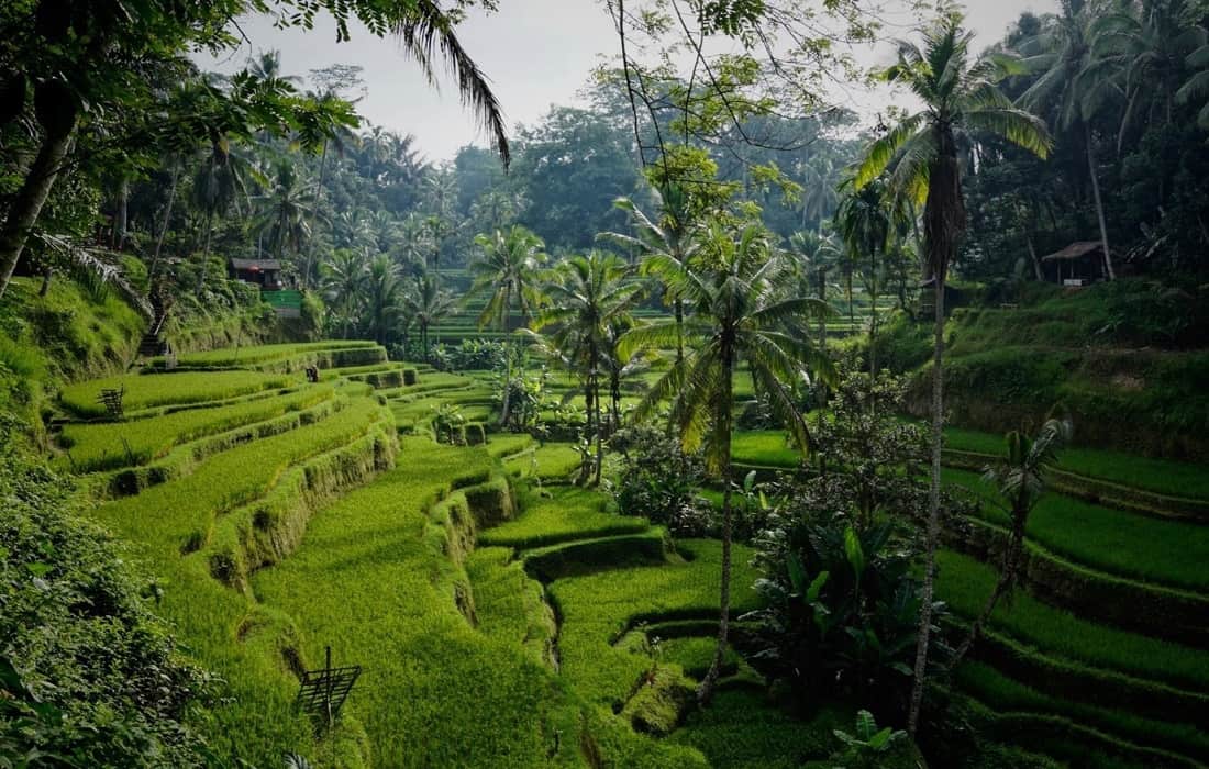 Things To Do In Bali 2