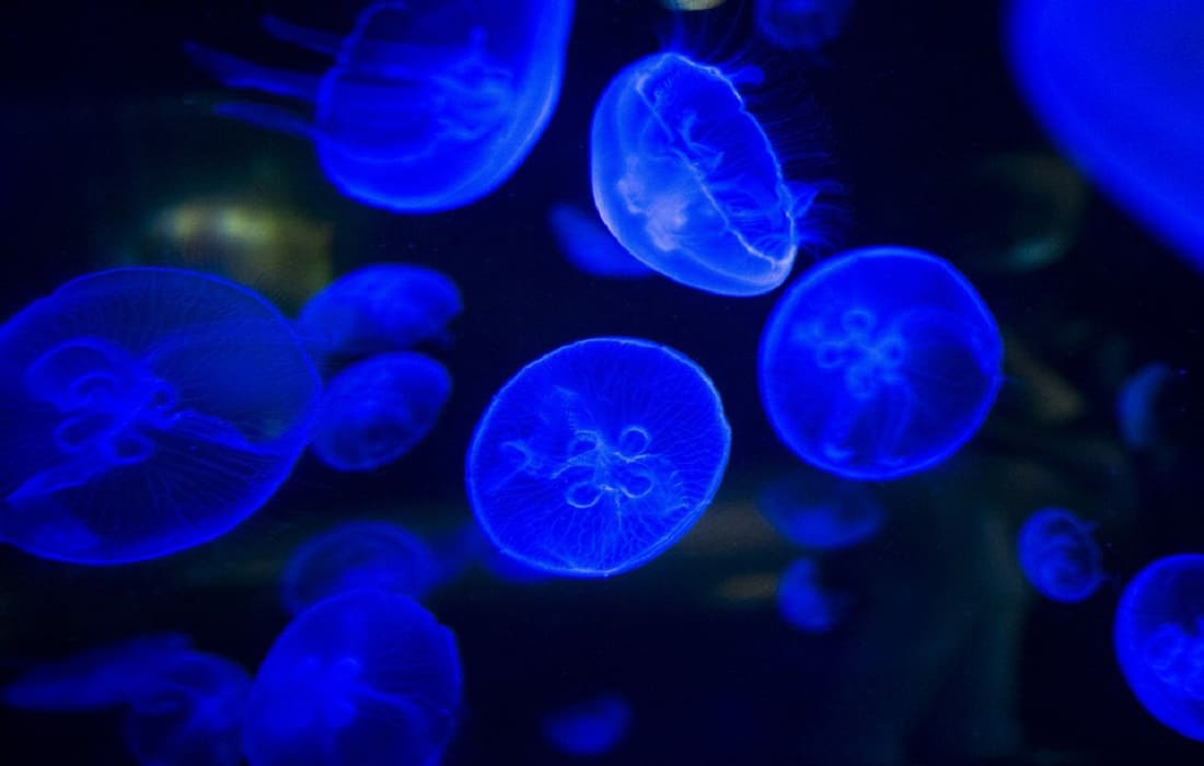 bioluminescent comb jellyfishes