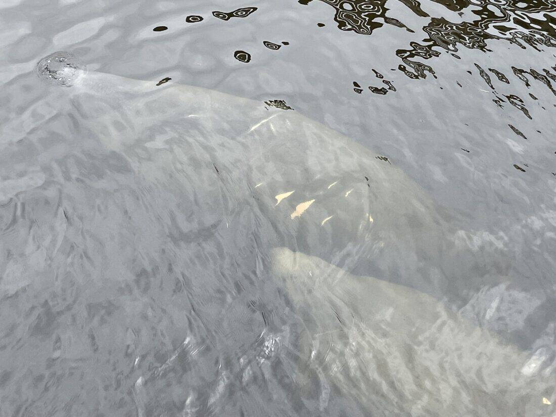 Bayport Manatee