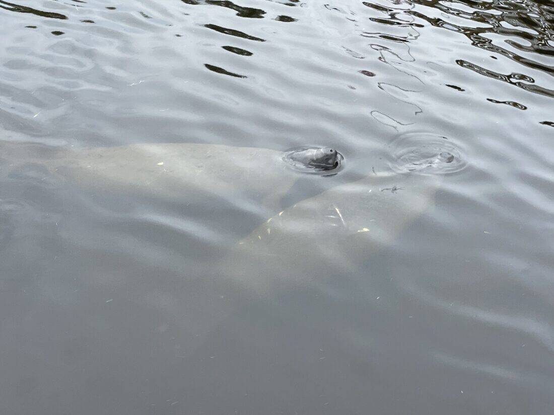 Bayport Manatee