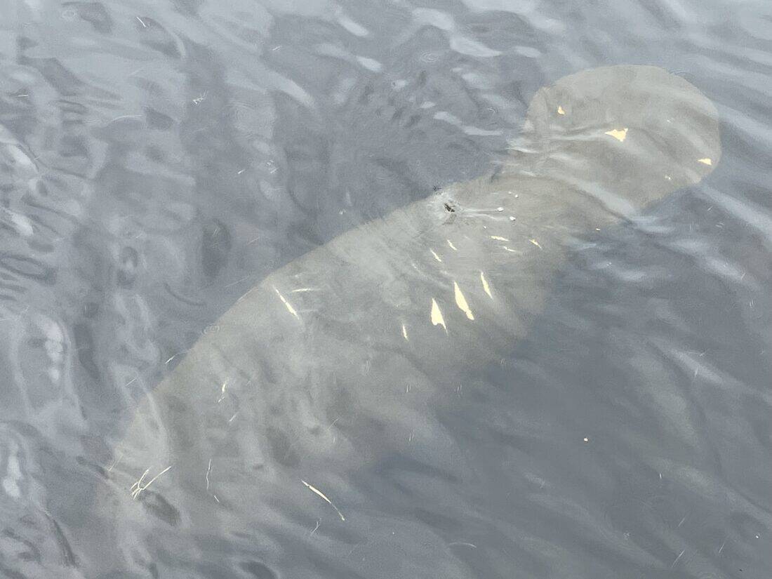 Bayport Manatee Scars