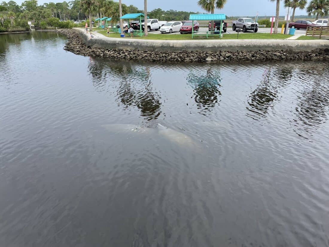Bayport Manatees