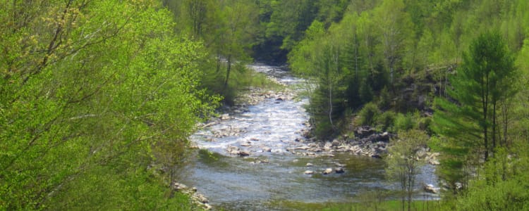 Salmon Hole Jamaica State Park