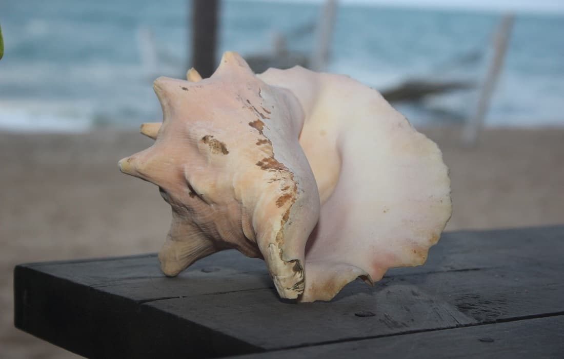 Conch Turks and Caicos