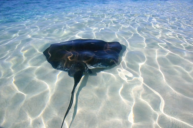 Gibbs Cay Stingray