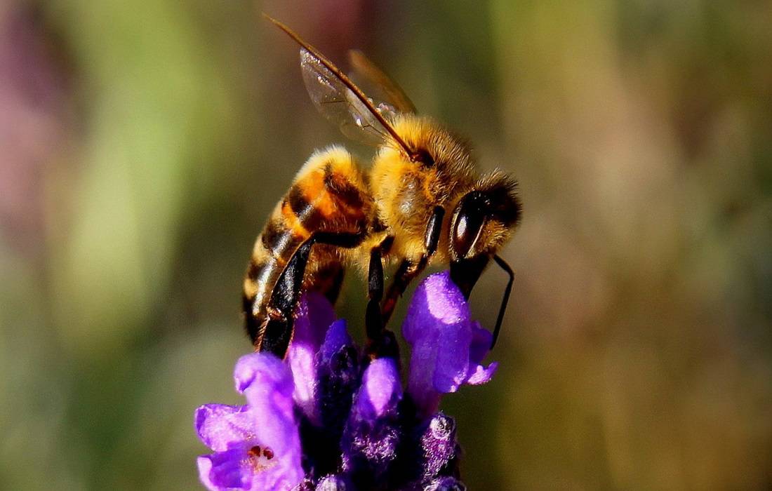 Lavender Farm Bug