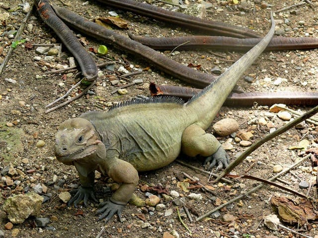 Turks and Caicos Iguana