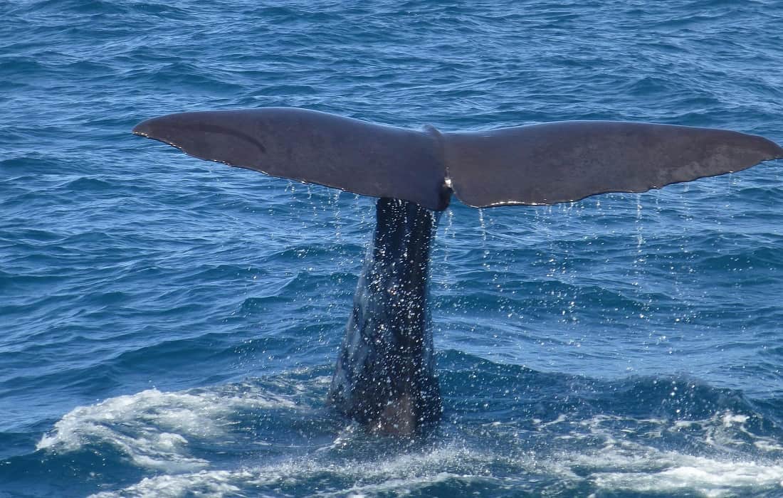 Whale Watching Turks and Caicos