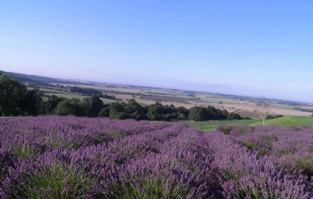 Yorkshire Lavender Farm Cover