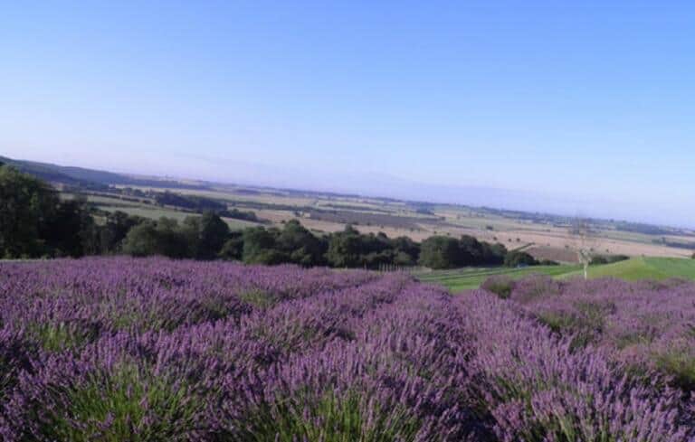 Explore The Yorkshire Lavender Farm In England