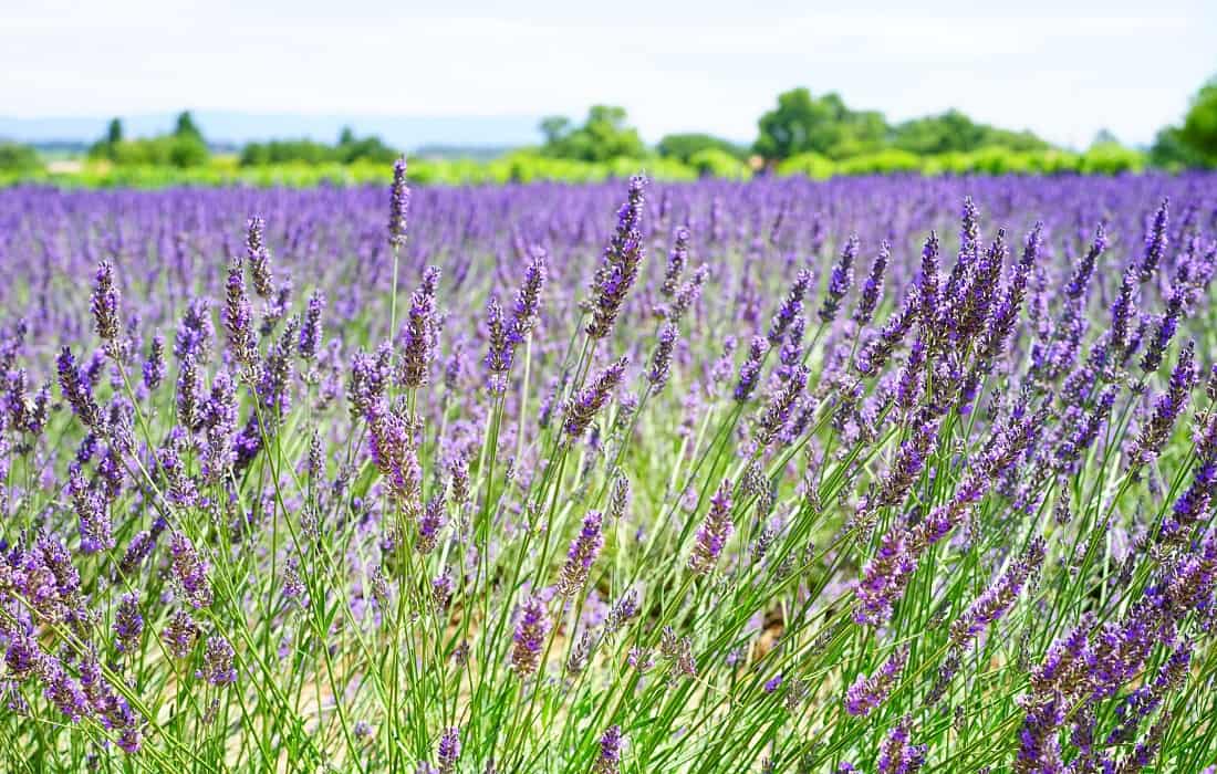 Yorkshire Lavender Farm
