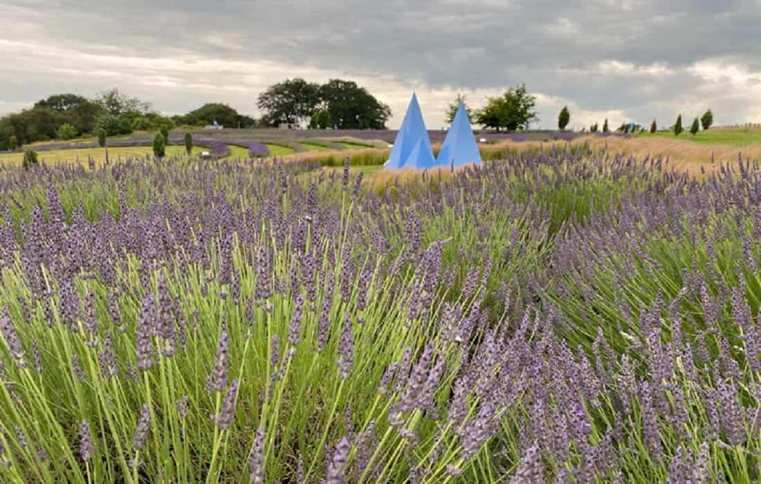 Yorkshire Lavender