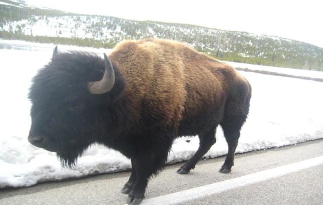 Bison At Yellowstone National Park 
