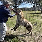 Carson Springs Wildlife Conservation Striped Hyena