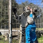 Carson Springs Wildlife Tigers