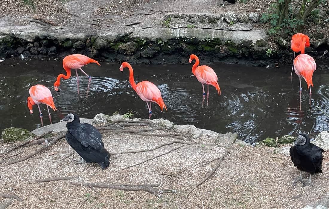 Homosassa Springs Birds