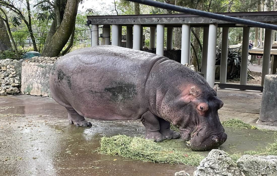 Lu The Hippo Homosassa Springs