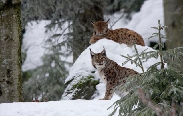 Wildlife At Yellowstone National Park Lynx