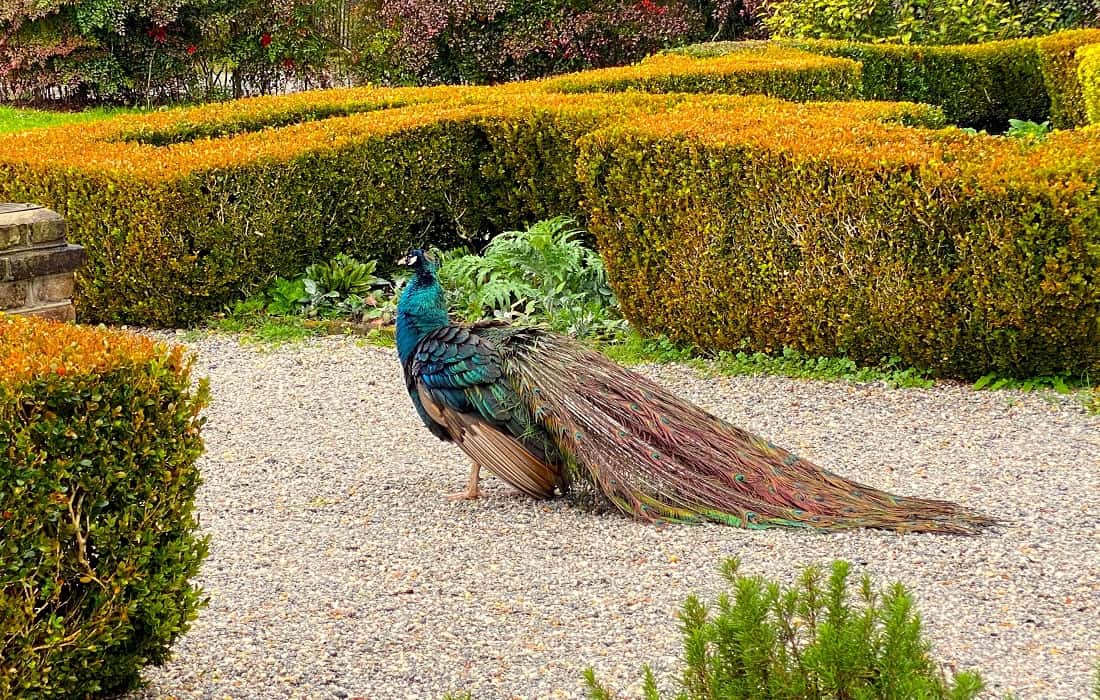 Peacock Magnolia Plantation