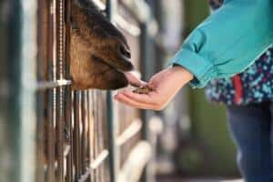 Allie’s Barnyard Petting & Feeding