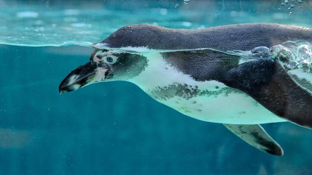 Empire of the Penguin