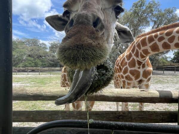Feeding Giraffes
