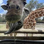 Feeding Giraffes At Giraffe Ranch