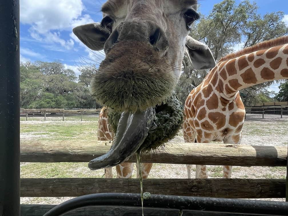 Feeding Giraffes At Giraffe Ranch