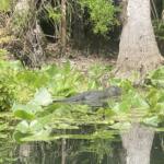 Gator At Silver Springs Florida