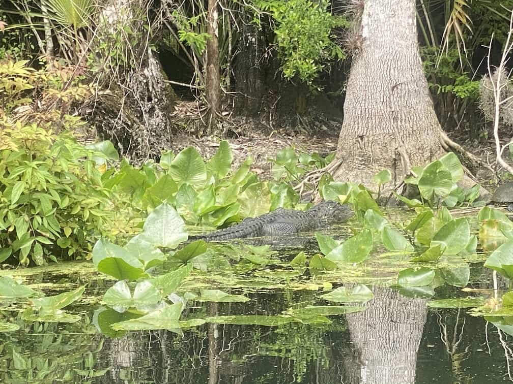 Gator At Silver Springs Florida