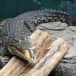 Gatorland