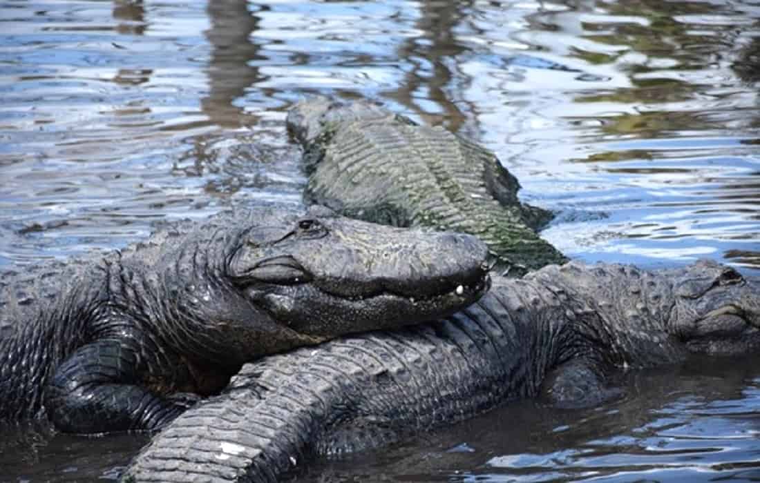 Gatorland Florida