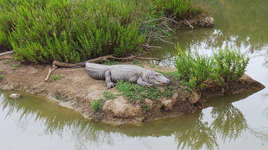 Gatorland Orlando Florida