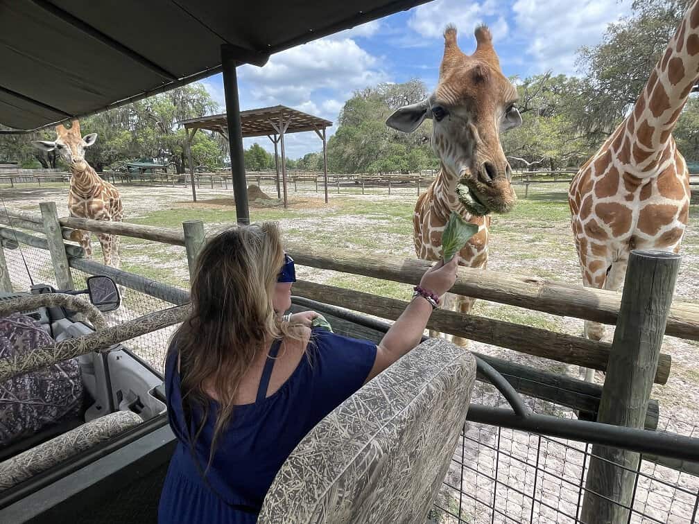 Feeding Giraffes At Giraffe Ranch