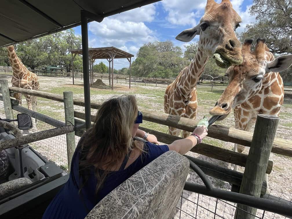 Feeding Giraffes At Giraffe Ranch