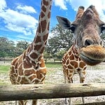 Feeding Giraffes At Giraffe Ranch