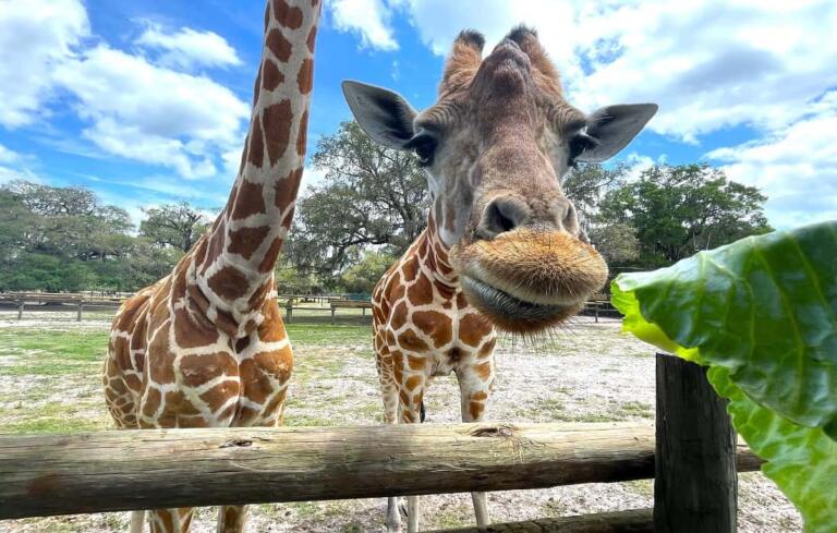 Giraffe Ranch Florida – Why You Should Visit!